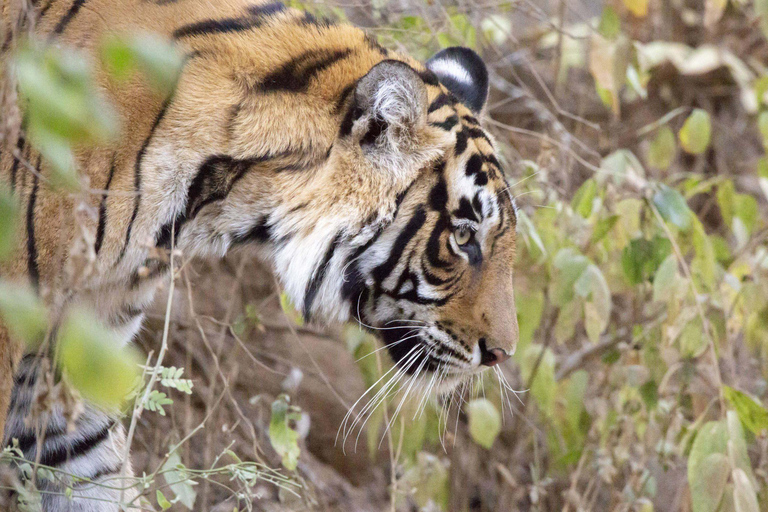 Z Jaipur: Dwudniowa wycieczka Ranthambore Tiger Safari TourInclusive z 3-gwiazdkowym hotelem