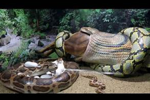 Nairobi: Wild Heritage Museum, Snake Park & Botanical Escape