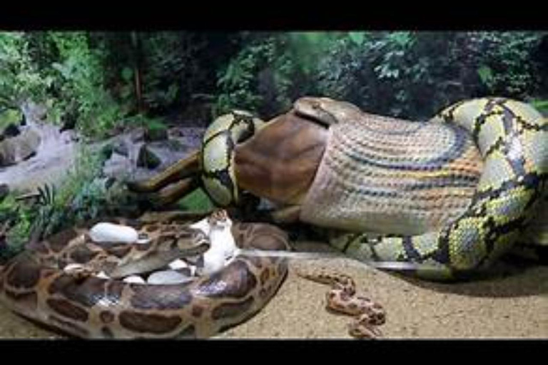Nairobi: Wild Heritage Museum, Snake Park & Botanical Escape