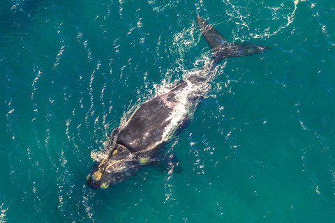 Observation des baleines à Hermanus Visite d'une jounée, au départ du Cap