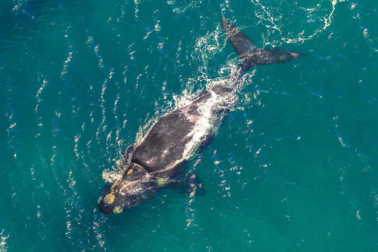 Observation des baleines à Hermanus Visite d'une jounée, au départ du Cap
