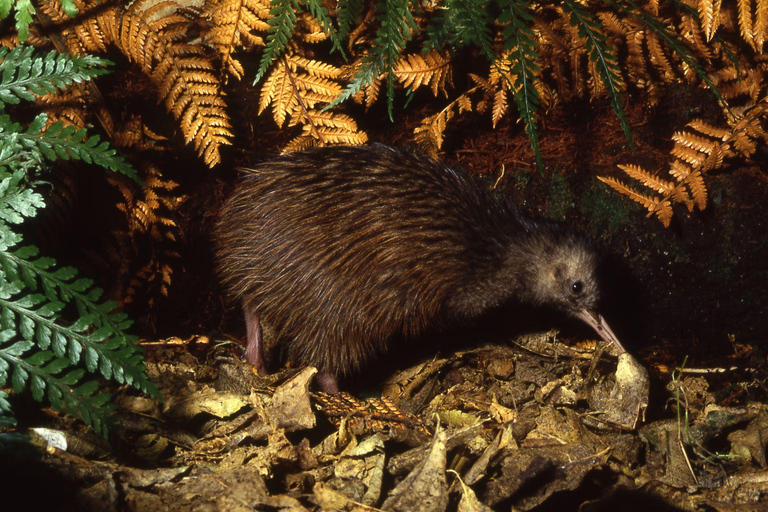 Kāpiti: Kiwi Night Encounter at Ngā Manu Nature Reserve
