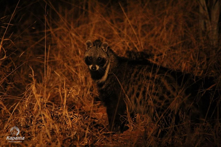 Victoria Falls Night Game drive with Bush Dinner