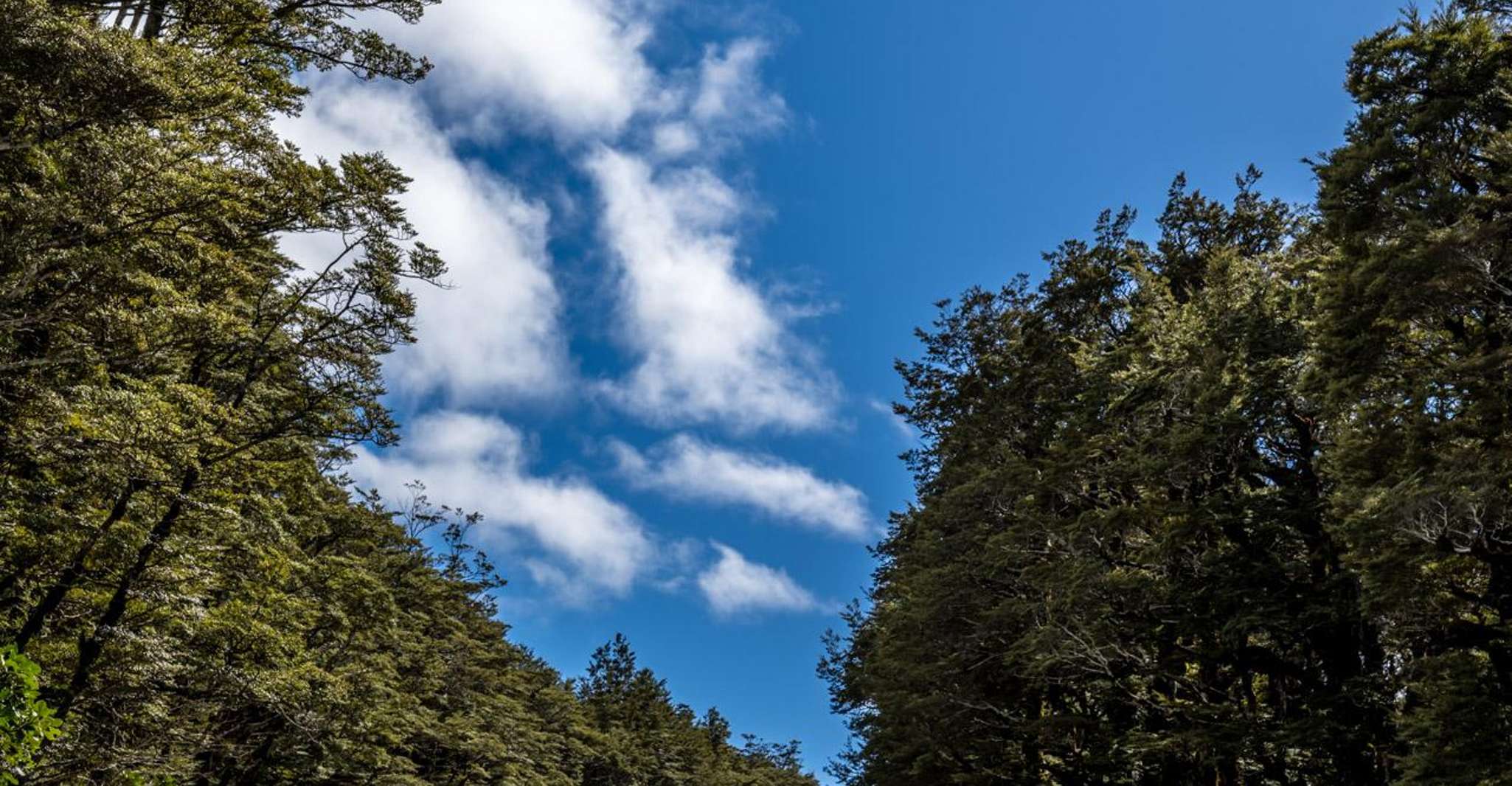 Da Christchurch, il Passo di Arthur Gita guidata giorno con pranzo - Hizvo