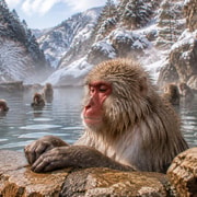 From Tokyo: Private Snow Monkeys & Obuse Chestnut Tour