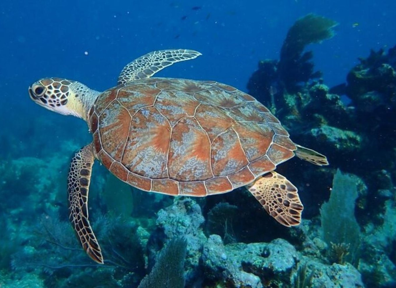Key Largo: Snorkeltur