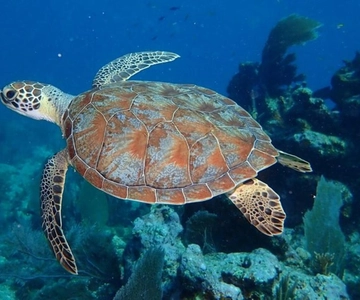 Key Largo: Reef Snorkeling Trip
