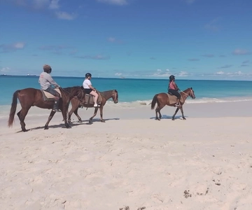 St. John's Horse Back Riding, Swimming,& Dickenson Bay Beach