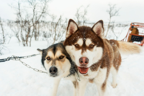 Tromsø: Dog Sledding Tour