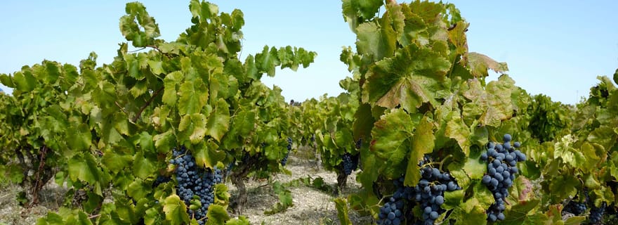 Dégustation dans la cave