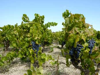 Degustazione in Cantina