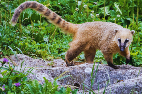 RAINFOREST Trilha Guiada ao Pico do Jaraguá - Ponto Mais Alto de São Paulo!ll