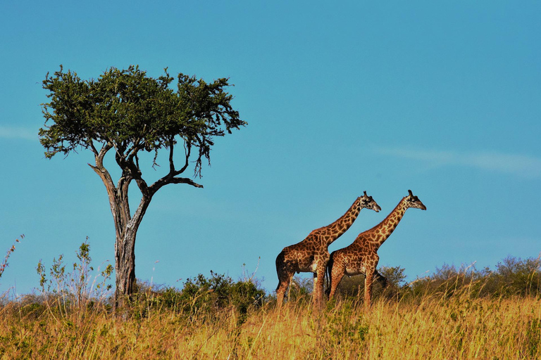 2 DAGEN NAAR MIKUMIPARK VANUIT DAR ES SALAAM PER LUXE TREIN