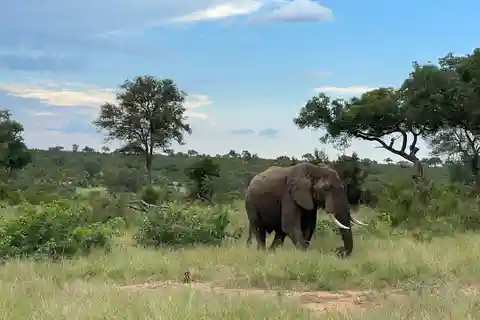 Från Hazyview: Big 5 Kruger National Park Day Safari