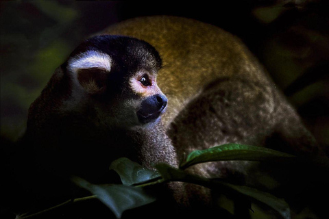 Puerto Maldonado: Collpa Chuncho 2-Day Jungle Tour