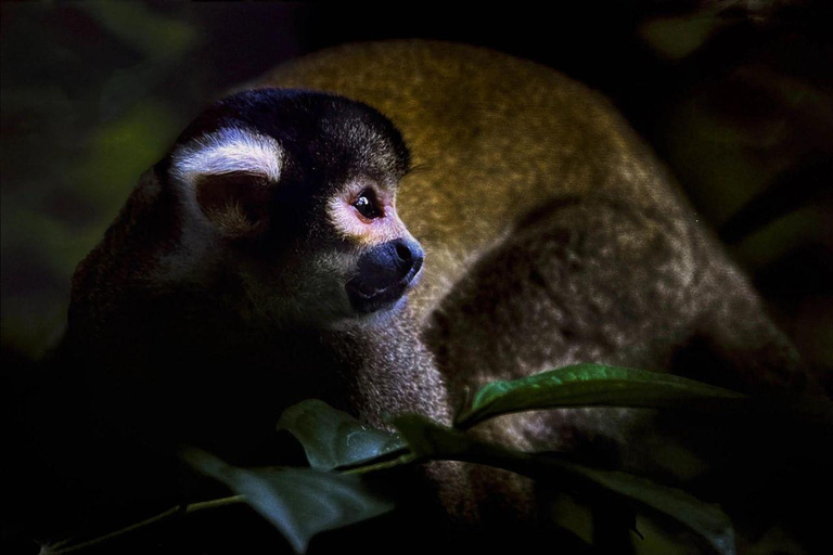 Puerto Maldonado: Collpa Chuncho 2-Day Jungle Tour