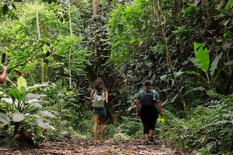 Tahiti : Randonnée Guidée dans un Sanctuaire de Biodiversité avec Baignade
