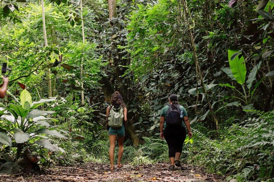 Tahiti : Randonnée Guidée dans un Sanctuaire de Biodiversité avec Baignade