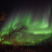 Tour por la ecología ártica y la aurora boreal en Abisko