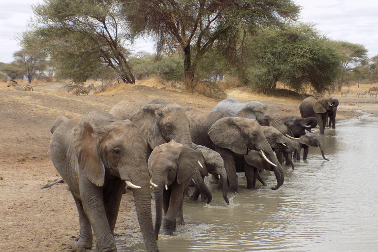 Arusha à : 3 jours au lac Manyara, au Ngorongoro et au Tarangire ...