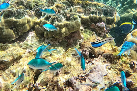 Kizimkazi: Pungume Island Full-Day Tour with Lunch