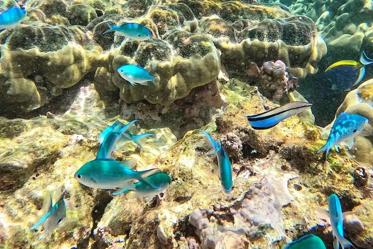 Kizimkazi: Pungume Island Full-Day Tour with Lunch