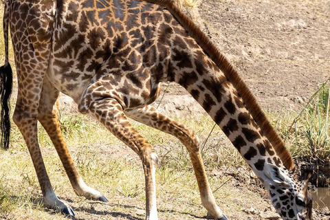 Park Narodowy Tarangire - całodniowe safari z dziką przyrodą