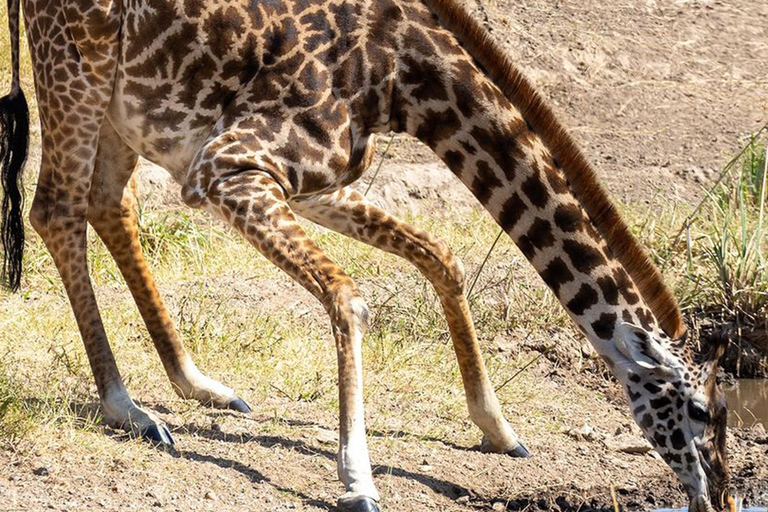 Park Narodowy Tarangire - całodniowe safari z dziką przyrodą