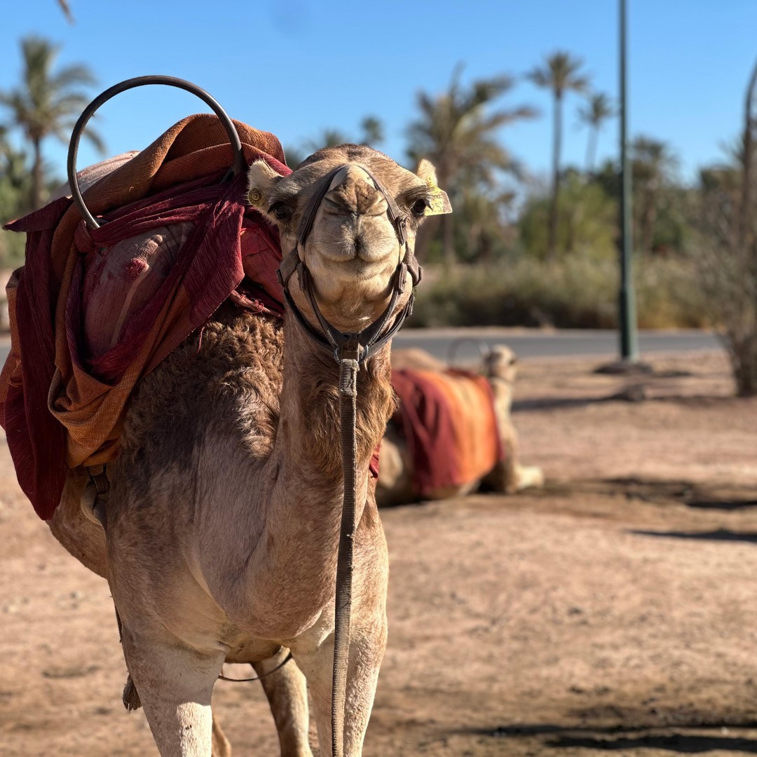 Balade à dos de chameau dans les villages du désert de Marrakech