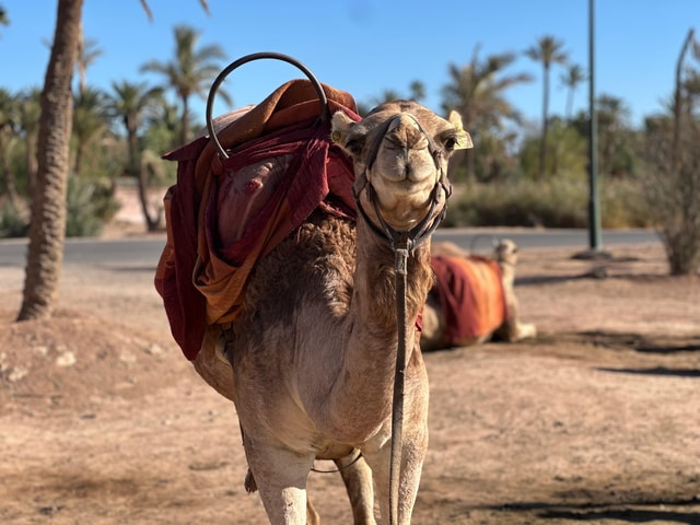Camel Ride Adventure Through Marrakech’s Desert Villages