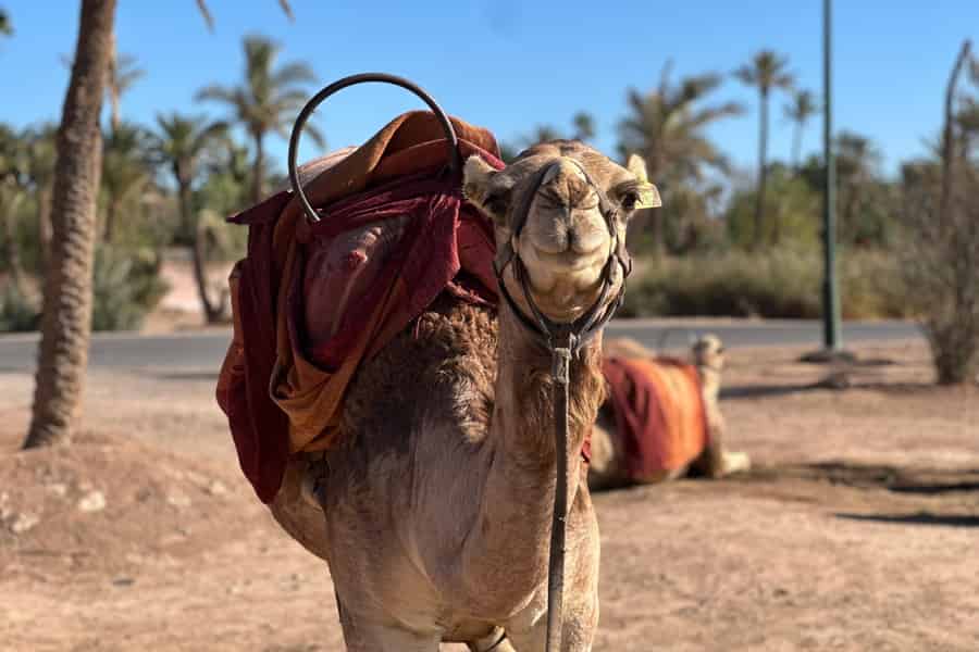 Kamelritt-Abenteuer durch die Wüstendörfer von Marrakesch. Foto: GetYourGuide