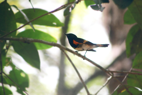 Bacalar: Calakmul Ruins Day Trip with a Stop In The Jungle
