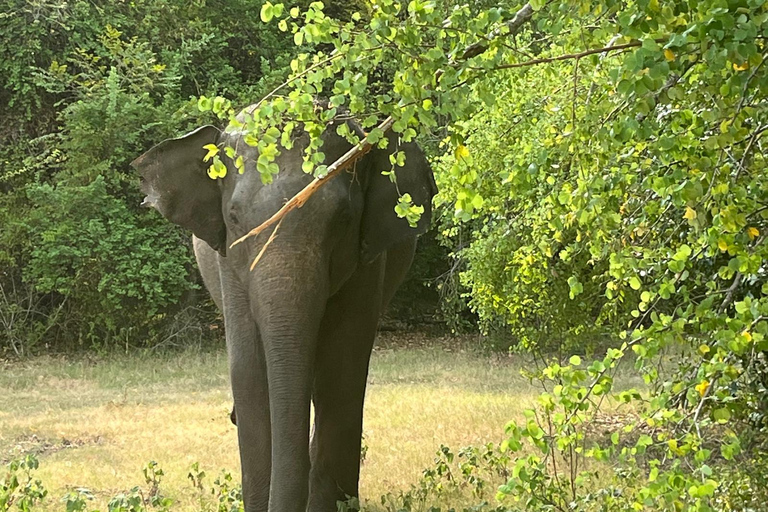 Parque Nacional de Wilpattu: Safari privado (12 h)