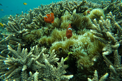 From Bali: Snorkeling Day Trip to Nusa Lembongan