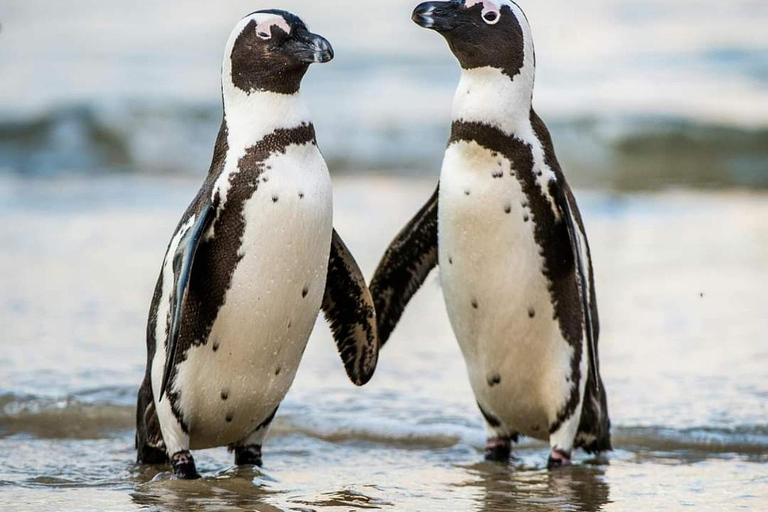 Cape of Good Hope and Boulders Beach Private Tour