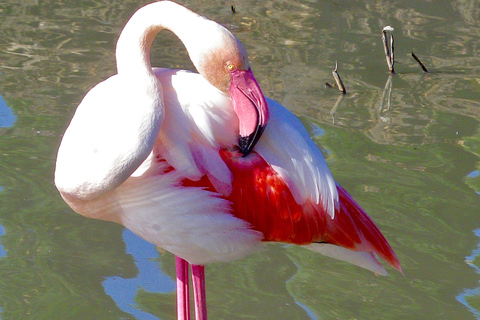 Arles i regionalny park przyrody Camargue