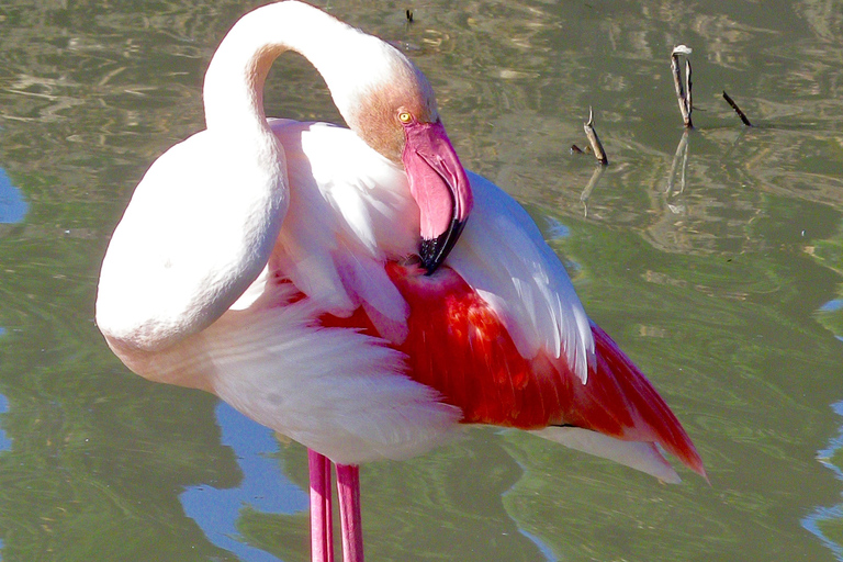 Arles &amp; Camargue Regional Natural Park