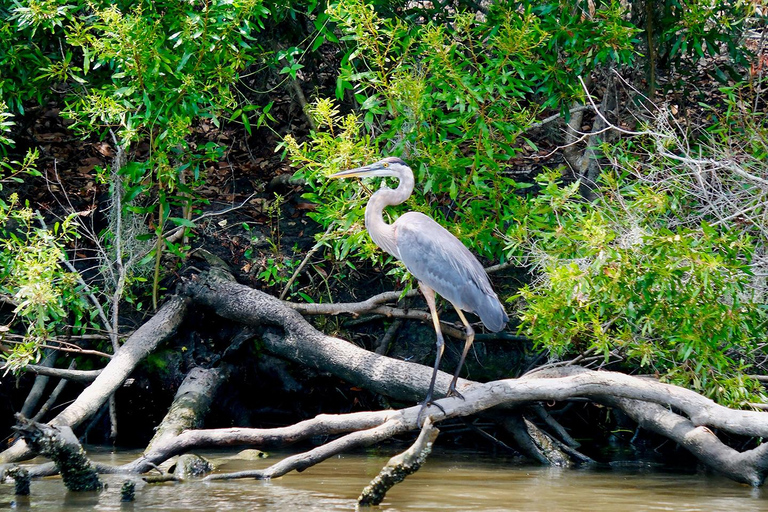 New Orleans: Swamp Boat Ride & Whitney Plantation Tour
