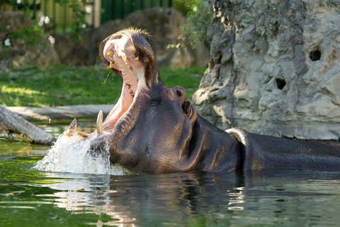 Vienna: Skip-the-line Tickets for Schönbrunn Zoo