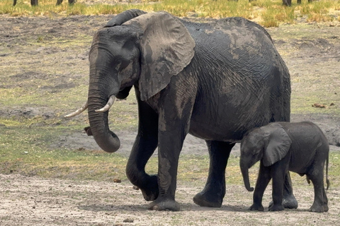 Chobe Overnight Trip (nocna przejażdżka, spacer po wiosce, kemping)