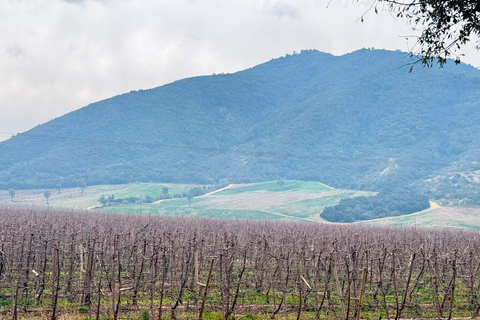 From Santiago: Viña Montes Winery Tour with Wine Tasting