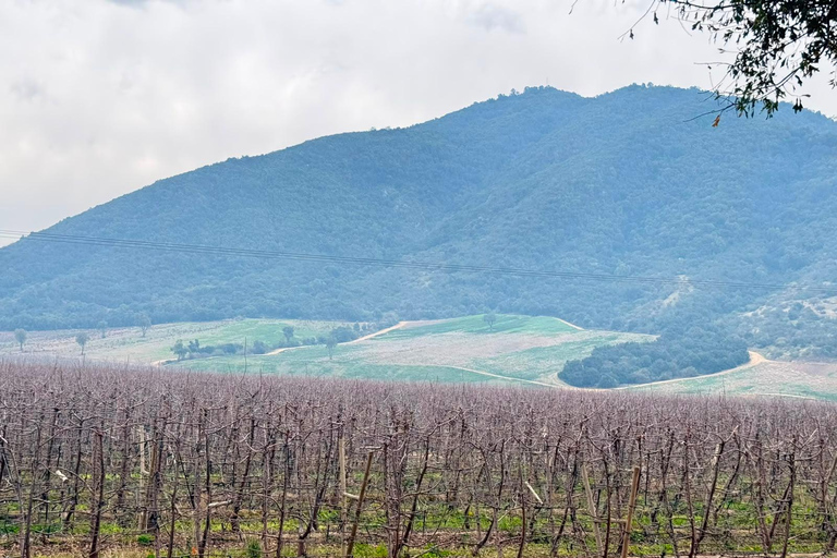 From Santiago: Viña Montes Winery Tour with Wine Tasting
