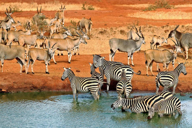 Nairobi: Tsavo West National Park Safari Tour