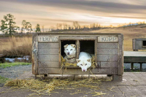 Tromsø: ontmoet husky&#039;s en geniet van zelfgemaakte chocoladetaart