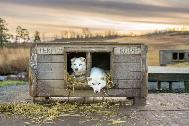 Tromsø: ontmoet husky&#039;s en geniet van zelfgemaakte chocoladetaart