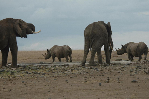 Nairobi: Ol Pejeta Conservancy Day Trip with Game Drives