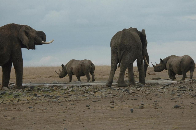 Nairobi: Ol Pejeta Conservancy Day Trip with Game Drives