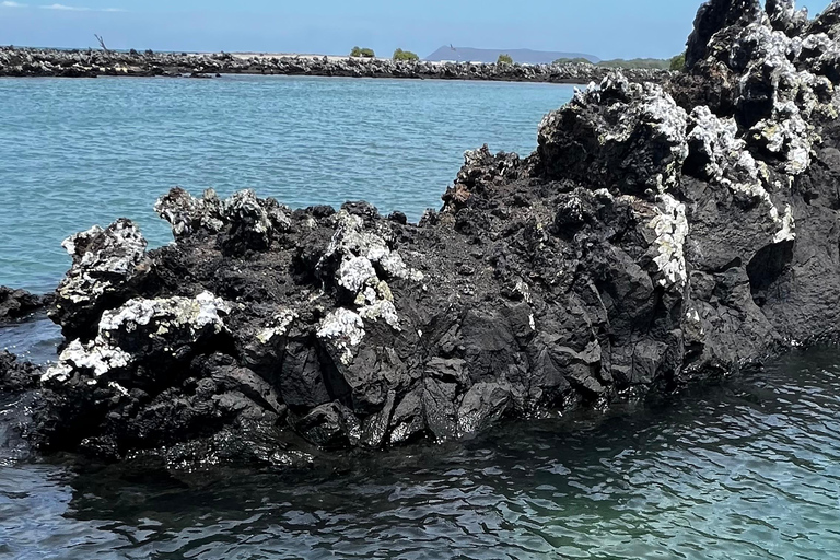 Santa Cruz: 4-Day Snorkel, Tintoreras, Pinzón & Fishing