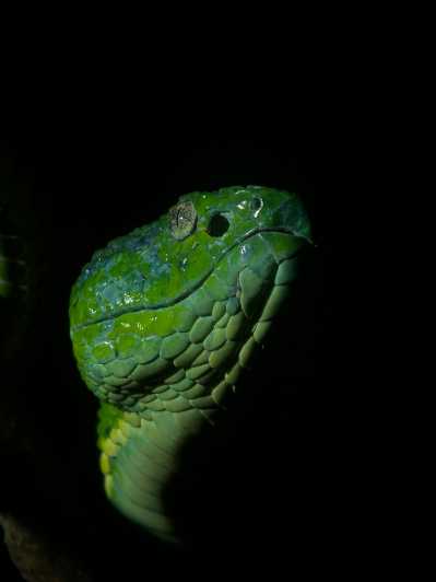 Monteverde: Tour nocturno por la selva tropical