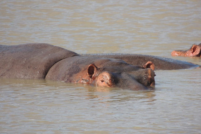 DAG VLIEGSAFARI: ZANZIBAR NAAR MIKUMI NATIONAAL PARK